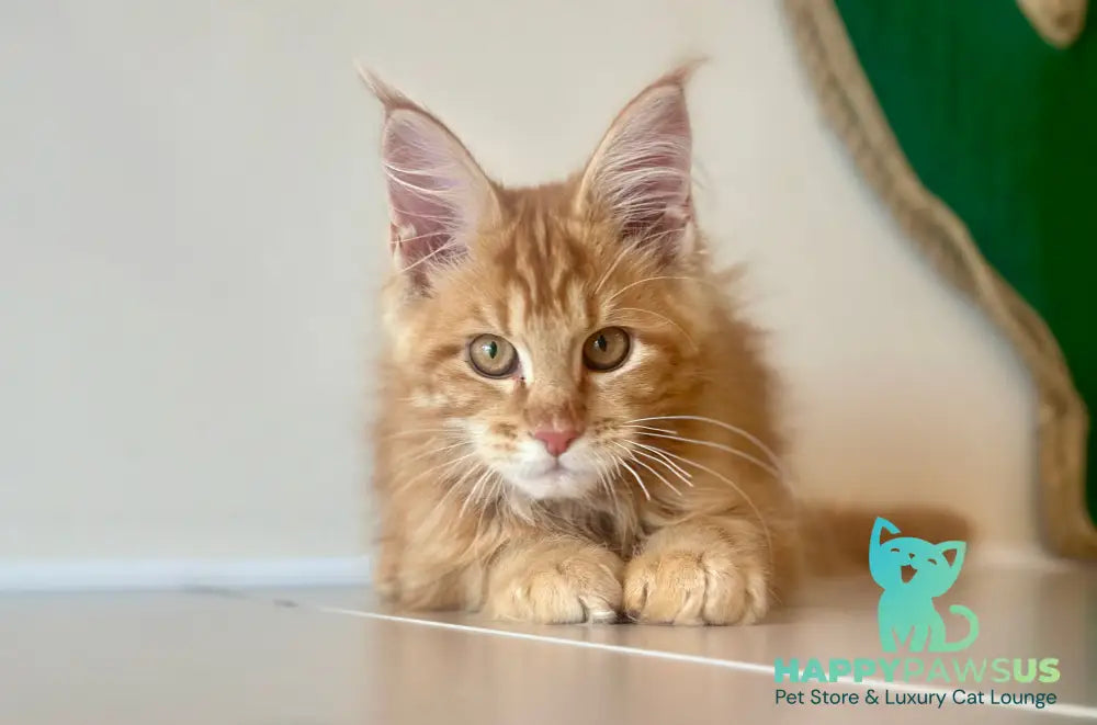 Leo Maine Coon male red tabby - live animals