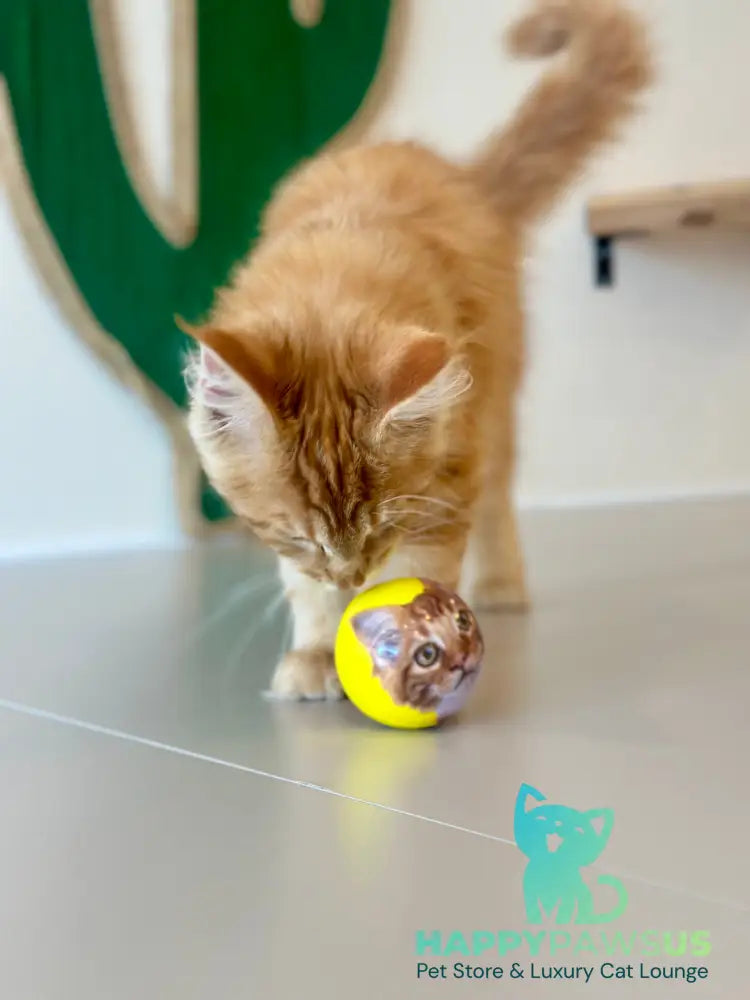 Leo Maine Coon male red tabby - live animals
