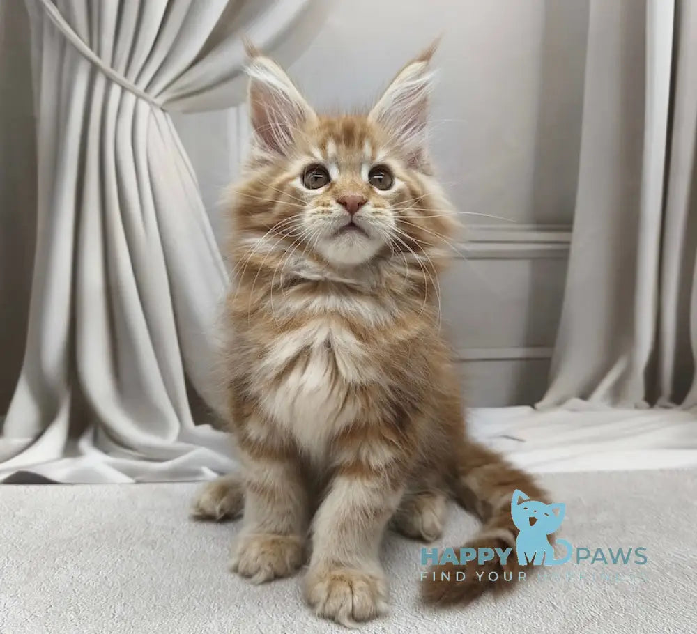 Leo Maine Coon male red tabby live animals