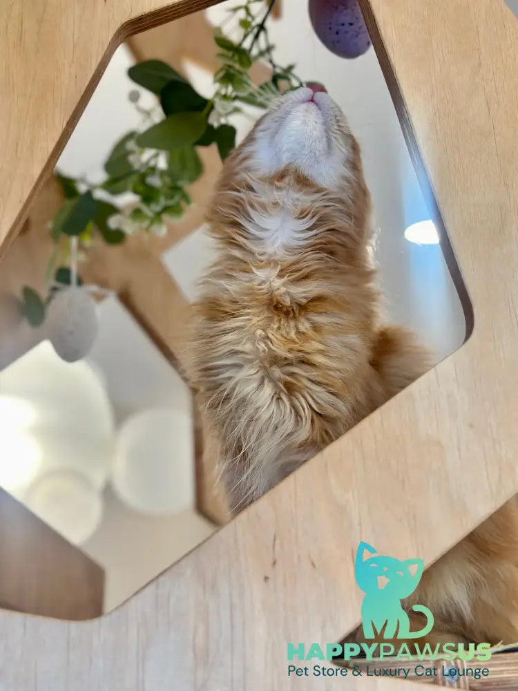 Leo Maine Coon male red tabby - live animals