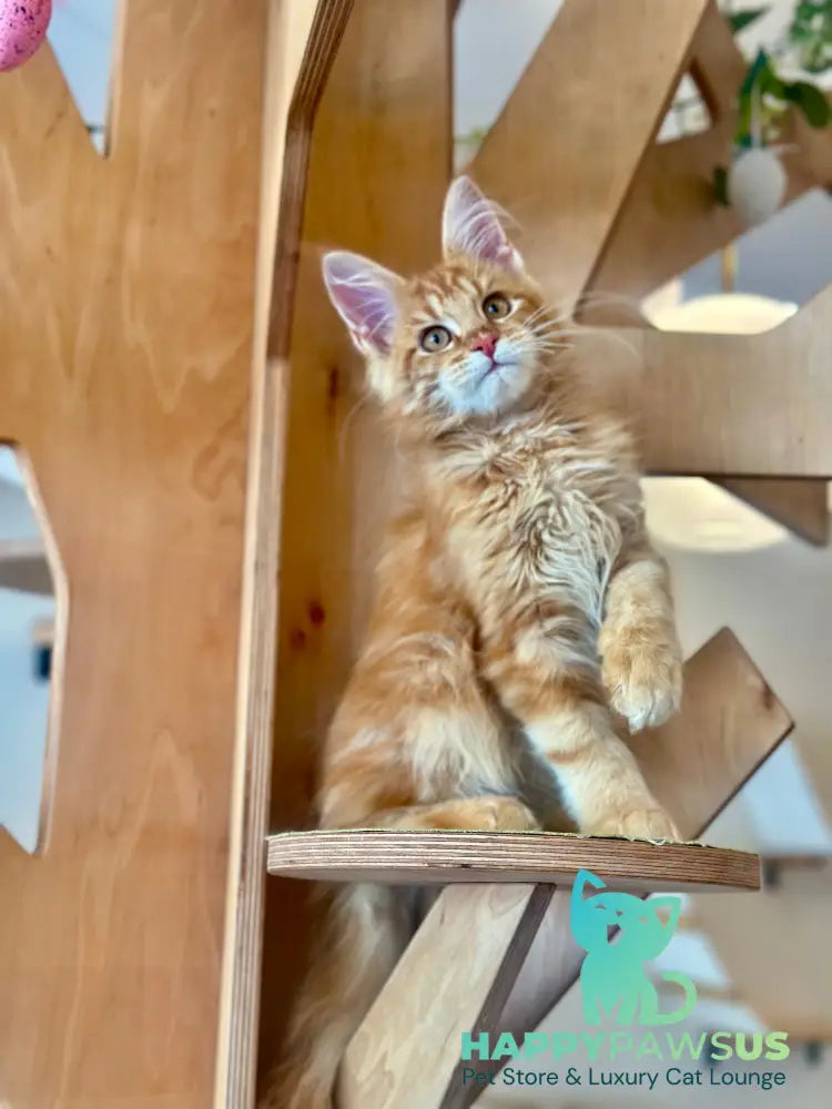 Leo Maine Coon male red tabby - live animals