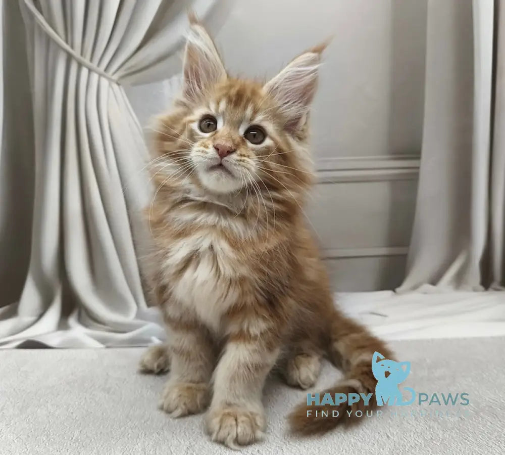 Leo Maine Coon male red tabby live animals