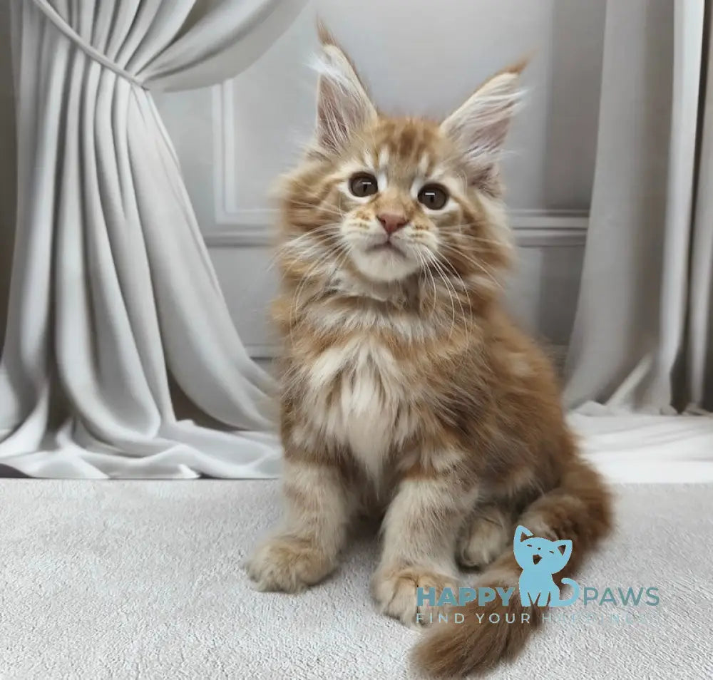 Leo Maine Coon male red tabby live animals