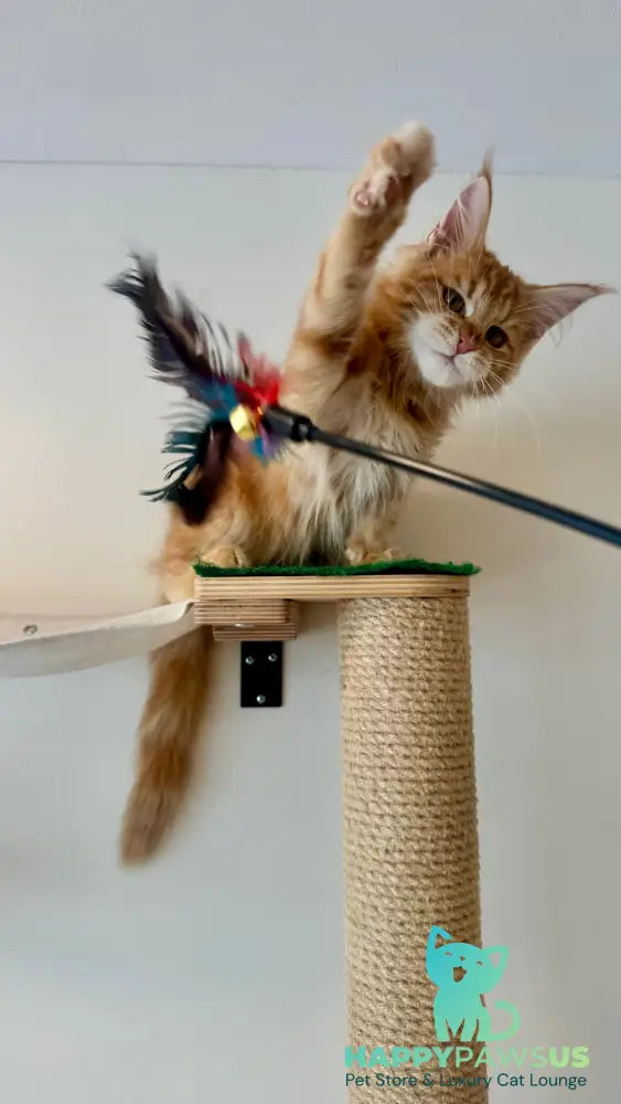 Leo Maine Coon male red tabby - live animals