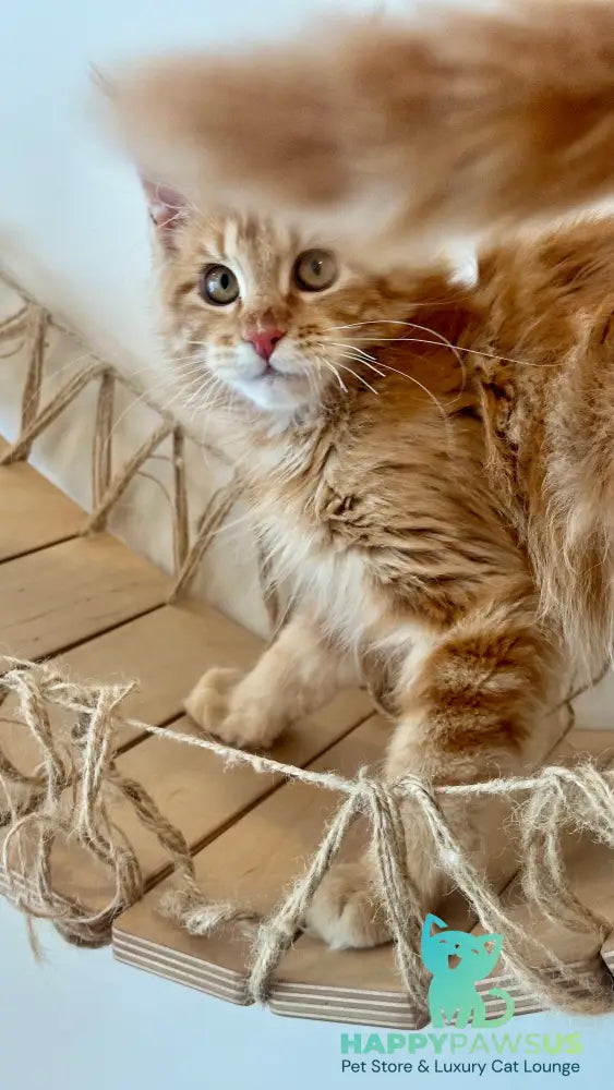 Leo Maine Coon male red tabby - live animals