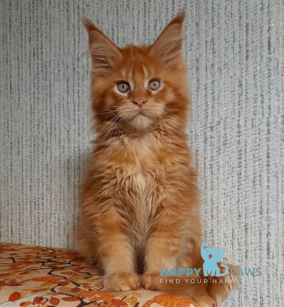 Leo Maine Coon male red ticked tabby live animals