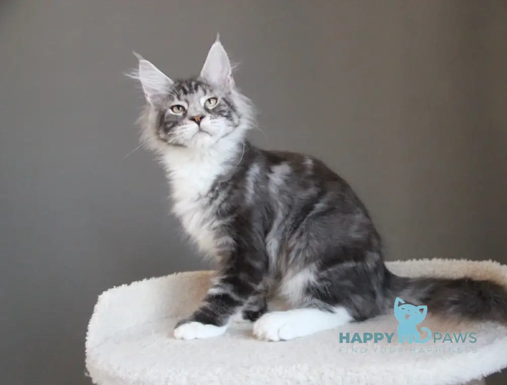 Leo Maine Coon polydactyl male black silver tabby with white live animals