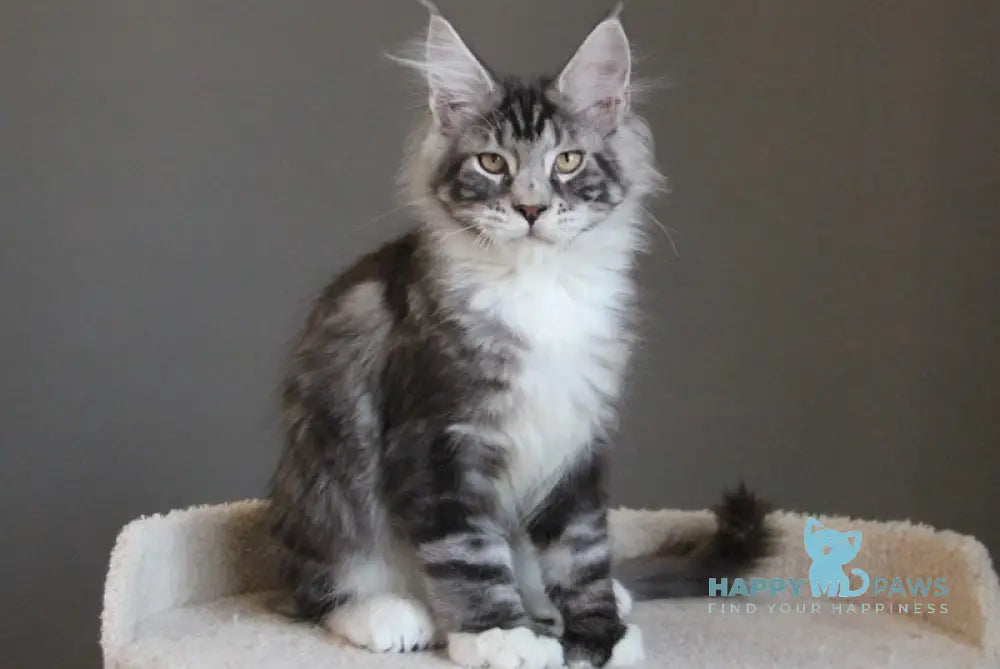 Leo Maine Coon polydactyl male black silver tabby with white live animals