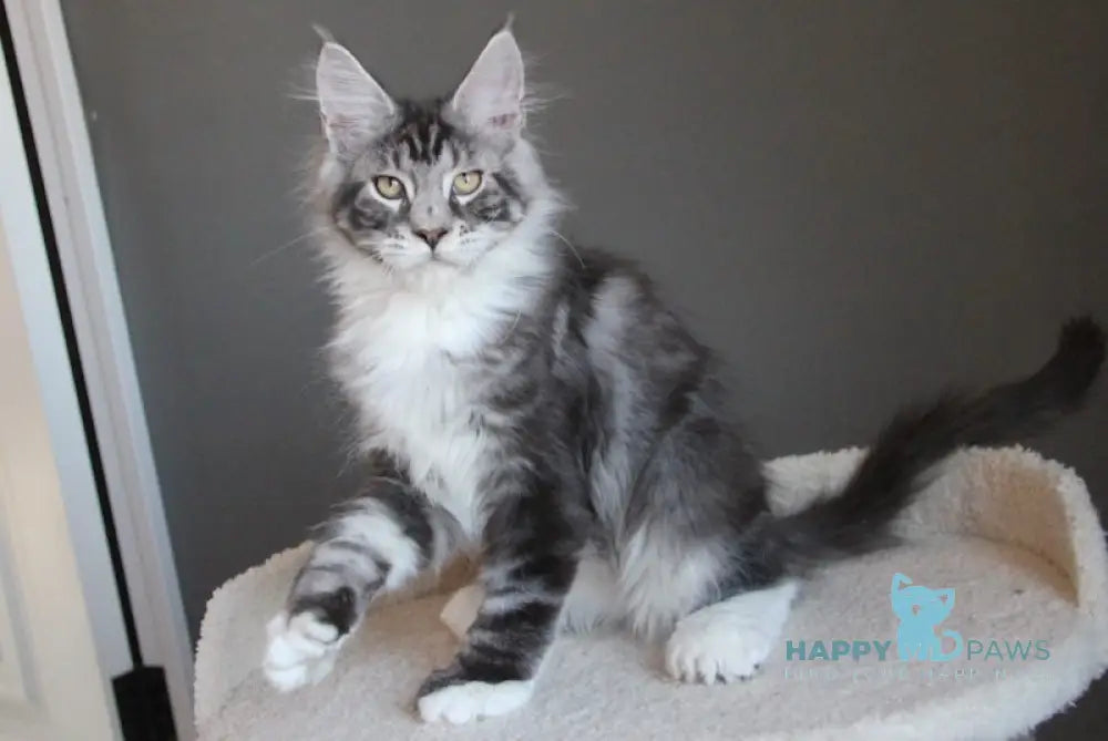 Leo Maine Coon polydactyl male black silver tabby with white live animals