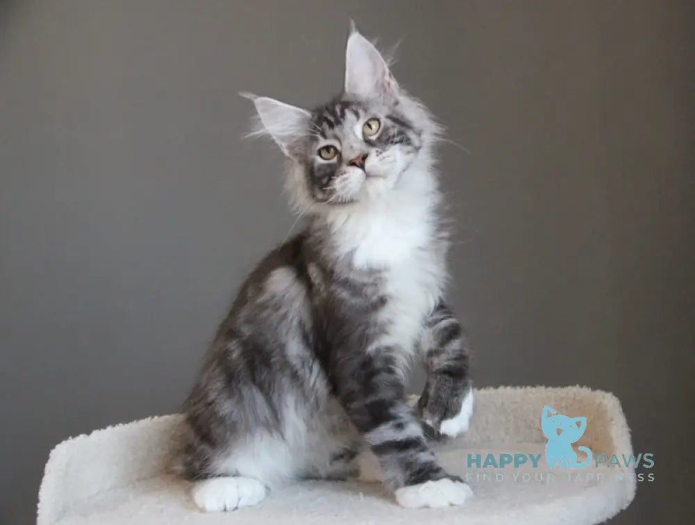 Leo Maine Coon polydactyl male black silver tabby with white live animals