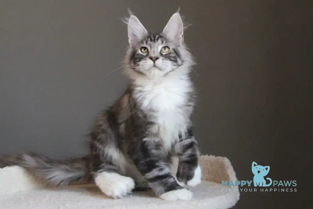 Leo Maine Coon polydactyl male black silver tabby with white live animals