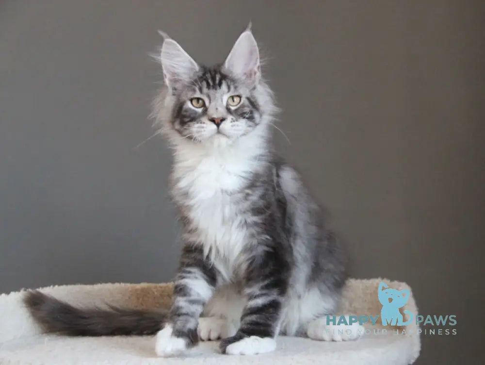 Leo Maine Coon polydactyl male black silver tabby with white live animals