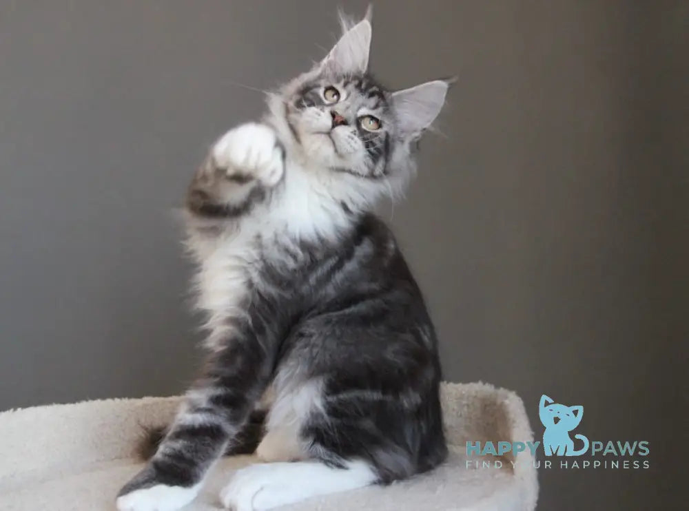 Leo Maine Coon polydactyl male black silver tabby with white live animals