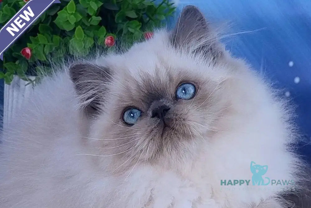 Leo Persian male blue pointed live animals