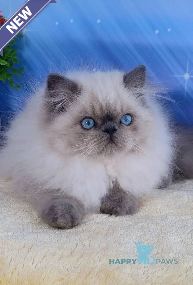 Leo Persian male blue pointed live animals