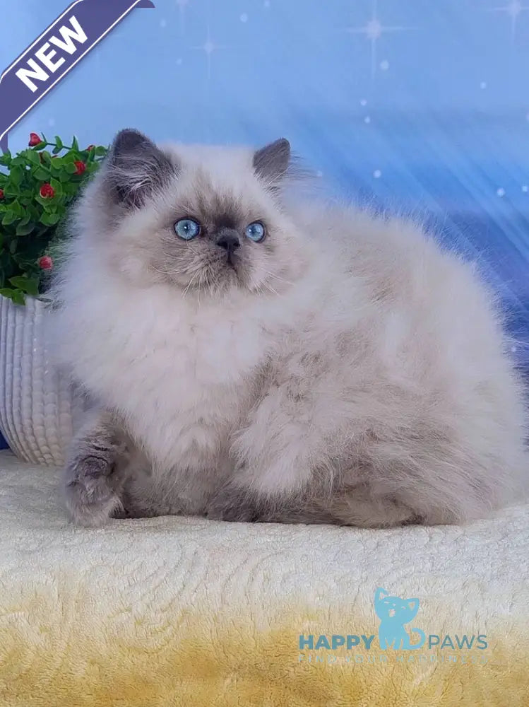 Leo Persian male blue pointed live animals