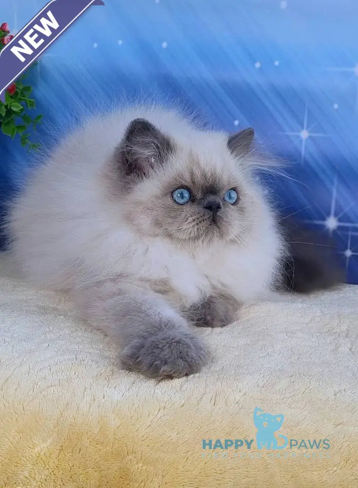 Leo Persian male blue pointed live animals