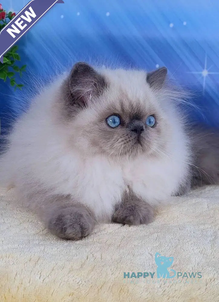 Leo Persian male blue pointed live animals