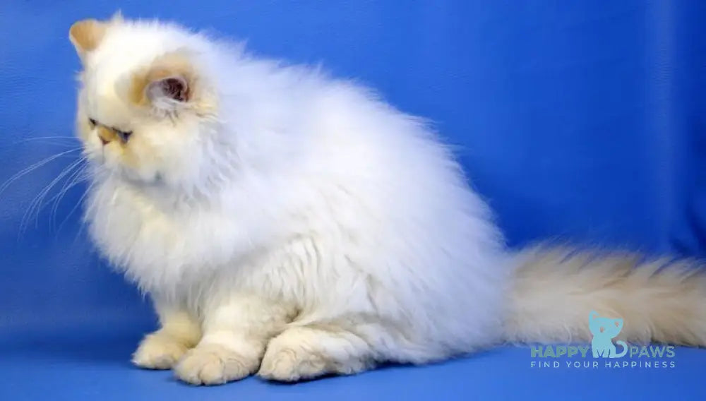 Leo Persian male red tabby pointed live animals