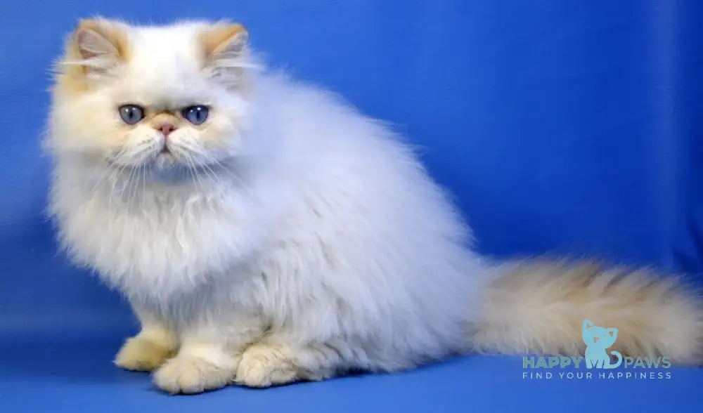 Leo Persian male red tabby pointed live animals