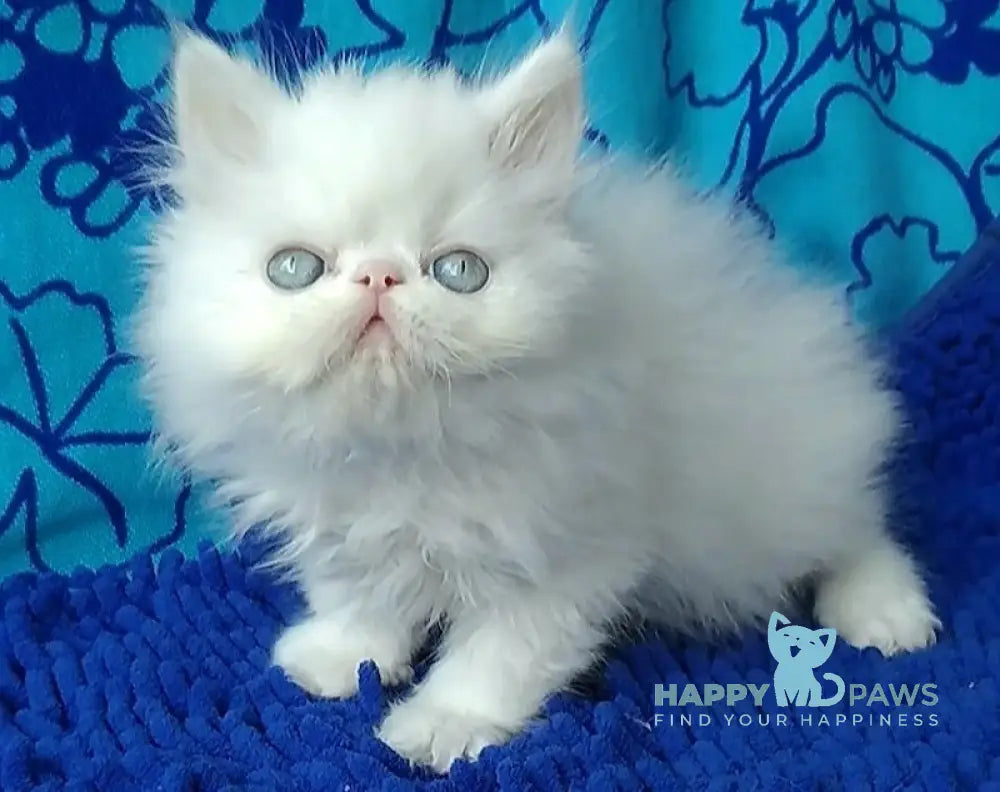 Leo Persian male white live animals