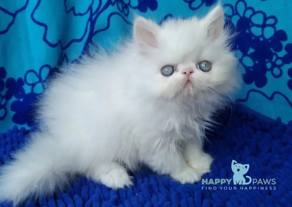 Leo Persian male white live animals