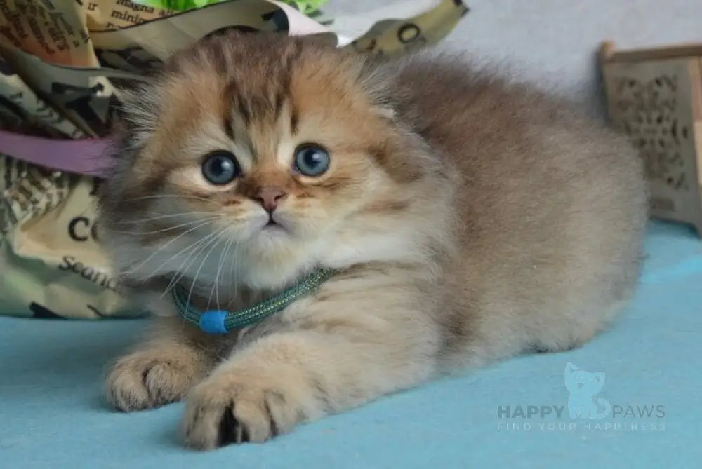 Leo Scottish Fold male black golden ticked tabby live animals