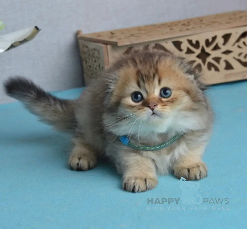 Leo Scottish Fold male black golden ticked tabby live animals