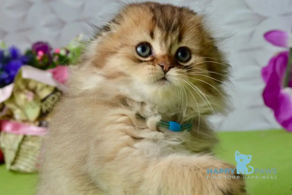 Leo Scottish Fold male black golden ticked tabby live animals
