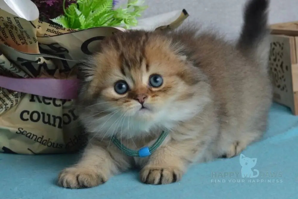 Leo Scottish Fold male black golden ticked tabby live animals