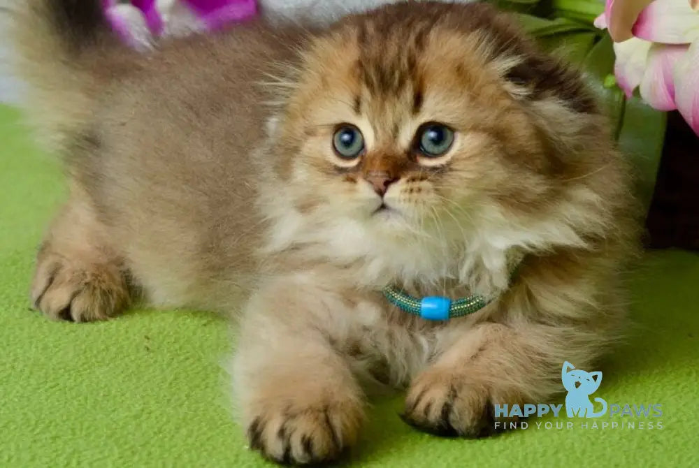 Leo Scottish Fold male black golden ticked tabby live animals