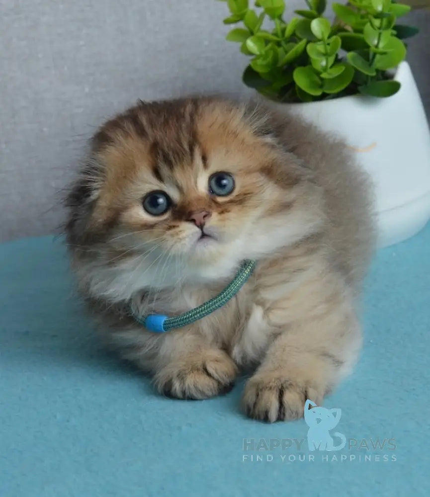 Leo Scottish Fold male black golden ticked tabby live animals