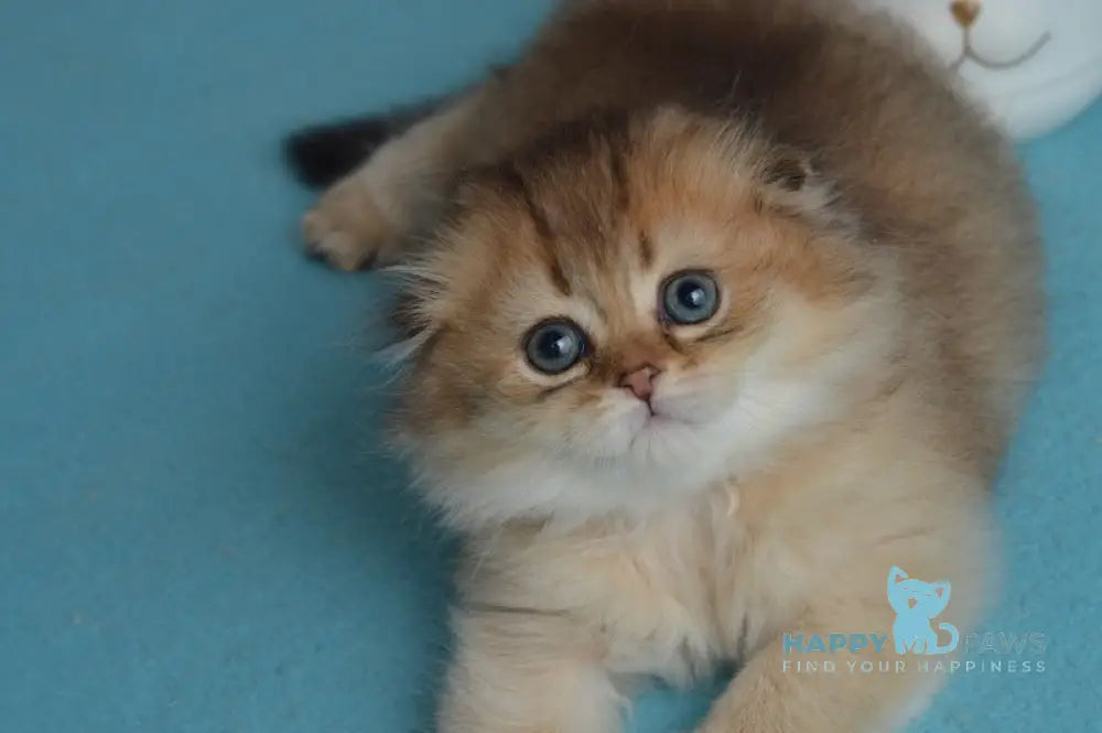 Leo Scottish Fold male black golden ticked tabby live animals