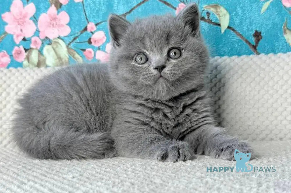 Leo Scottish Fold male blue live animals