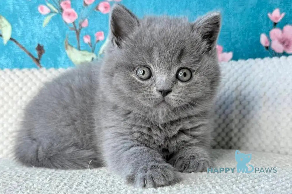 Leo Scottish Fold male blue live animals