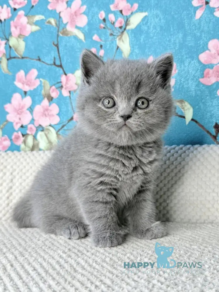 Leo Scottish Fold male blue live animals