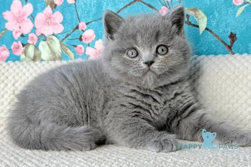 Leo Scottish Fold male blue live animals