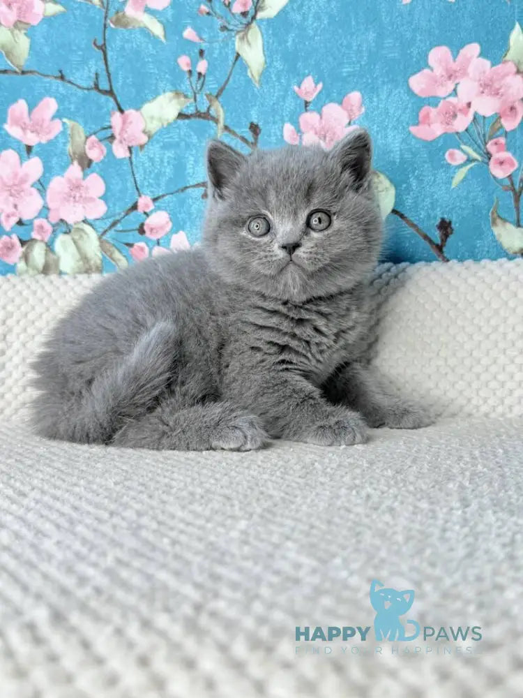 Leo Scottish Fold male blue live animals