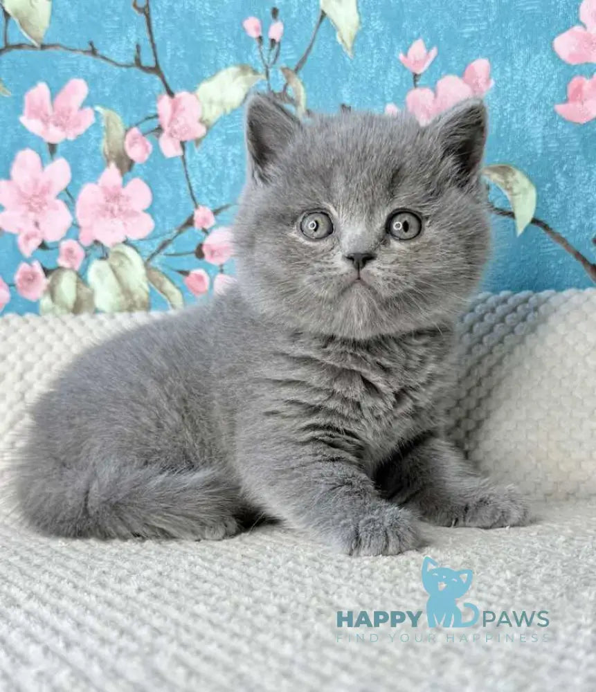 Leo Scottish Fold male blue live animals