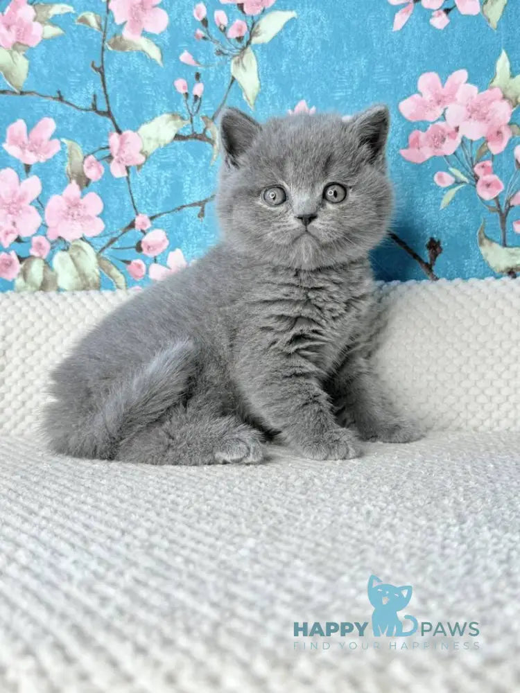 Leo Scottish Fold male blue live animals
