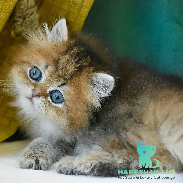 Leo Scottish Straight male black ticked tabby - live animals