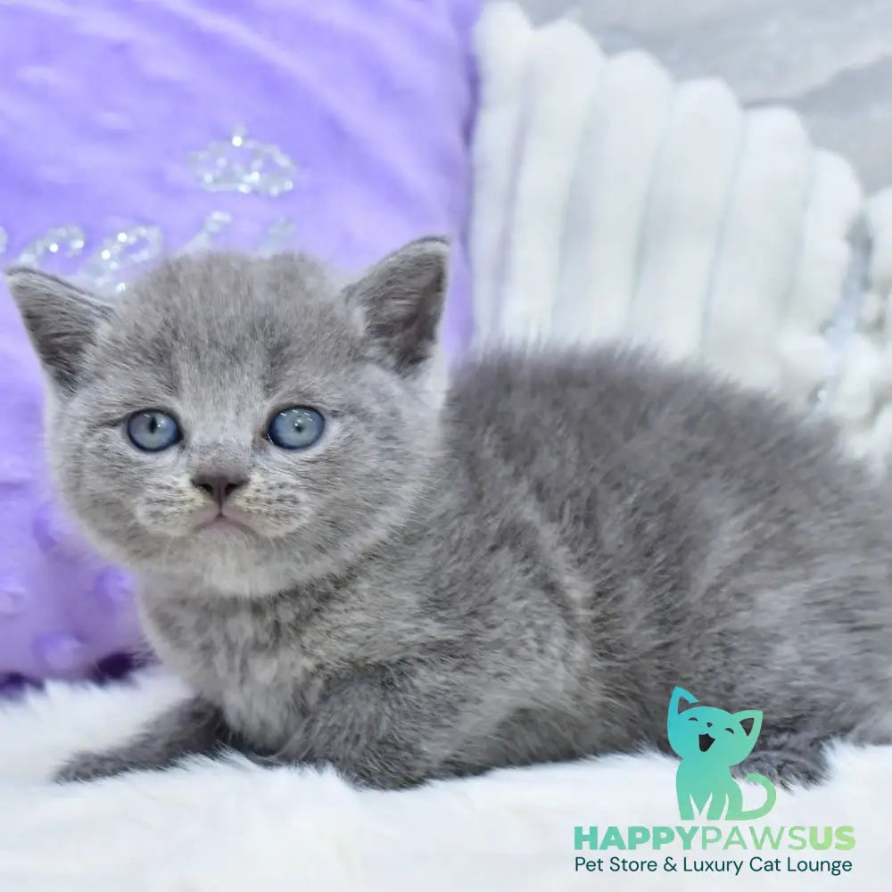 Leo Scottish Straight male blue - live animals