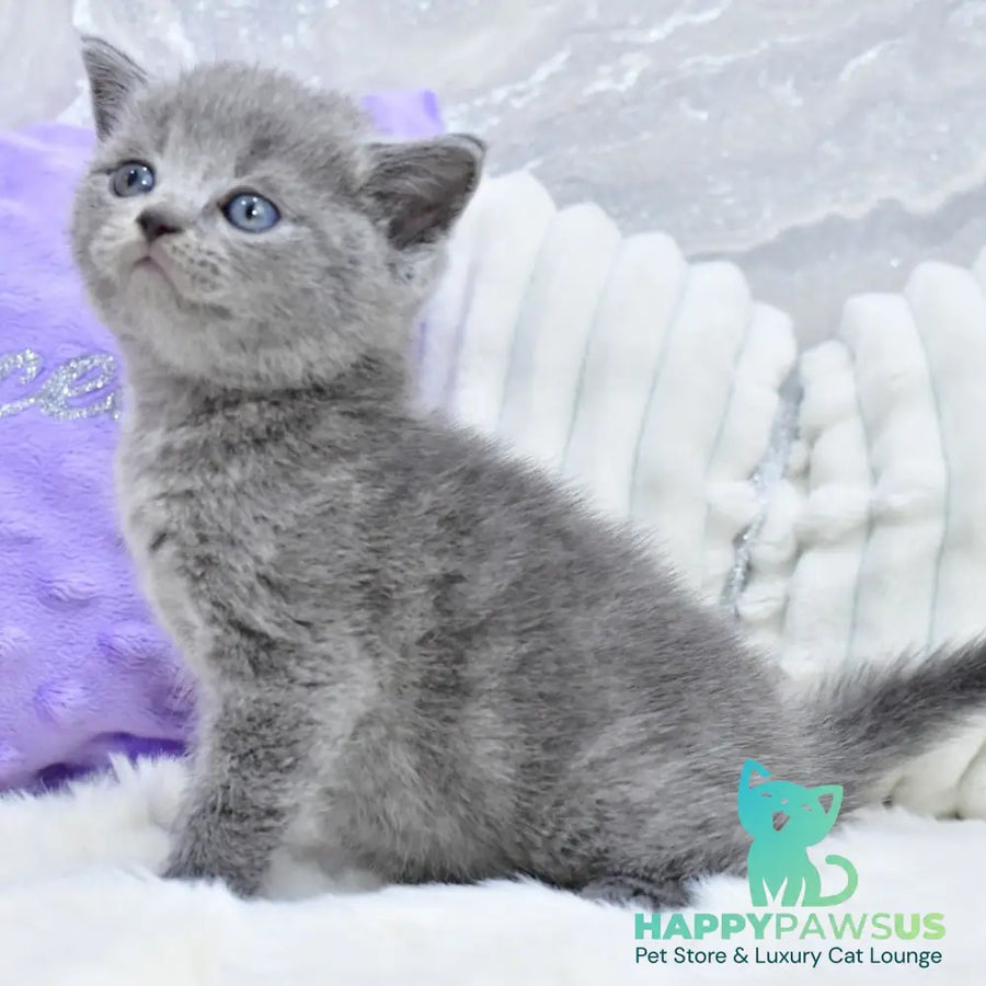 Leo Scottish Straight male blue - live animals
