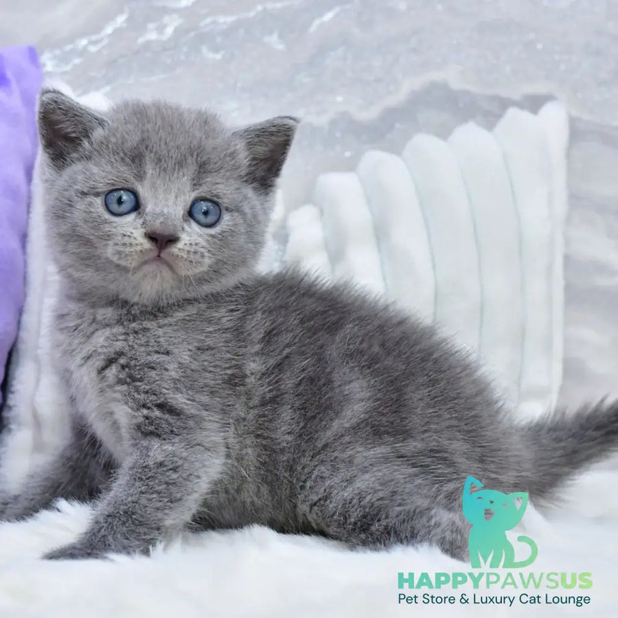 Leo Scottish Straight male blue - live animals
