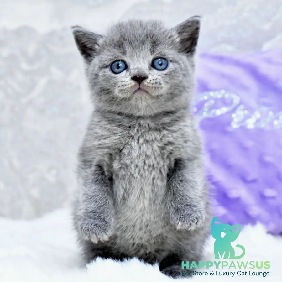 Leo Scottish Straight male blue - live animals
