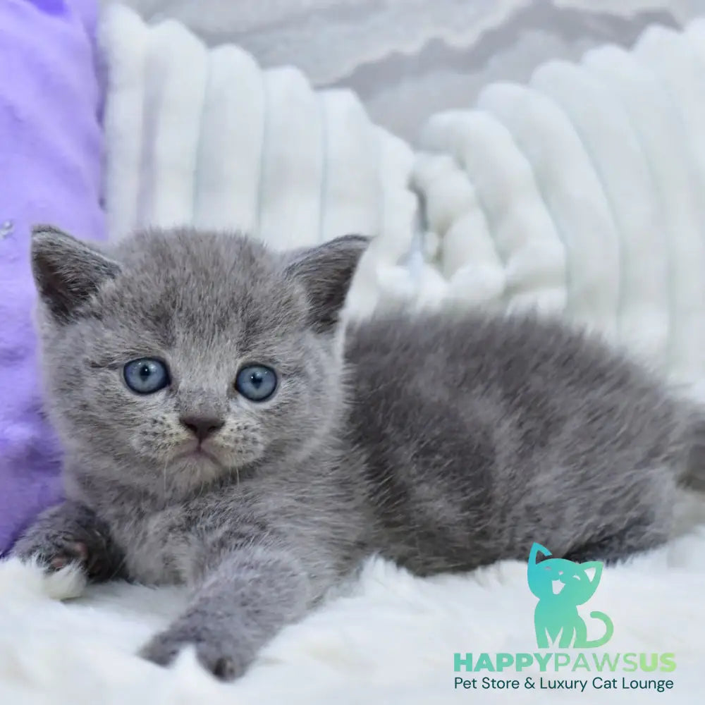 Leo Scottish Straight male blue - live animals