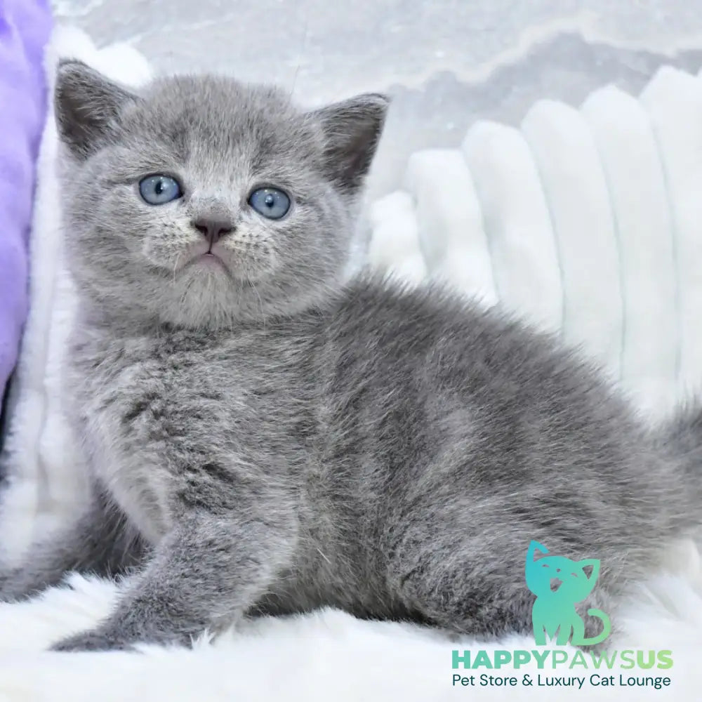 Leo Scottish Straight male blue - live animals