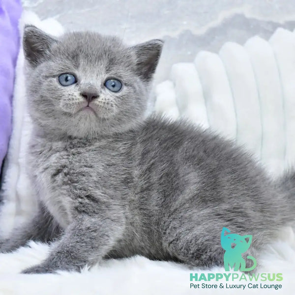 Leo Scottish Straight male blue - live animals