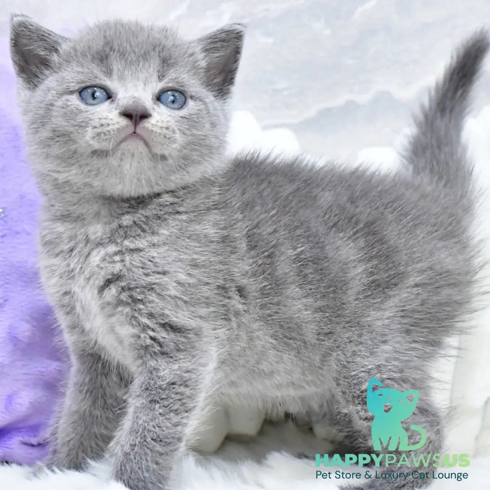 Leo Scottish Straight male blue - live animals