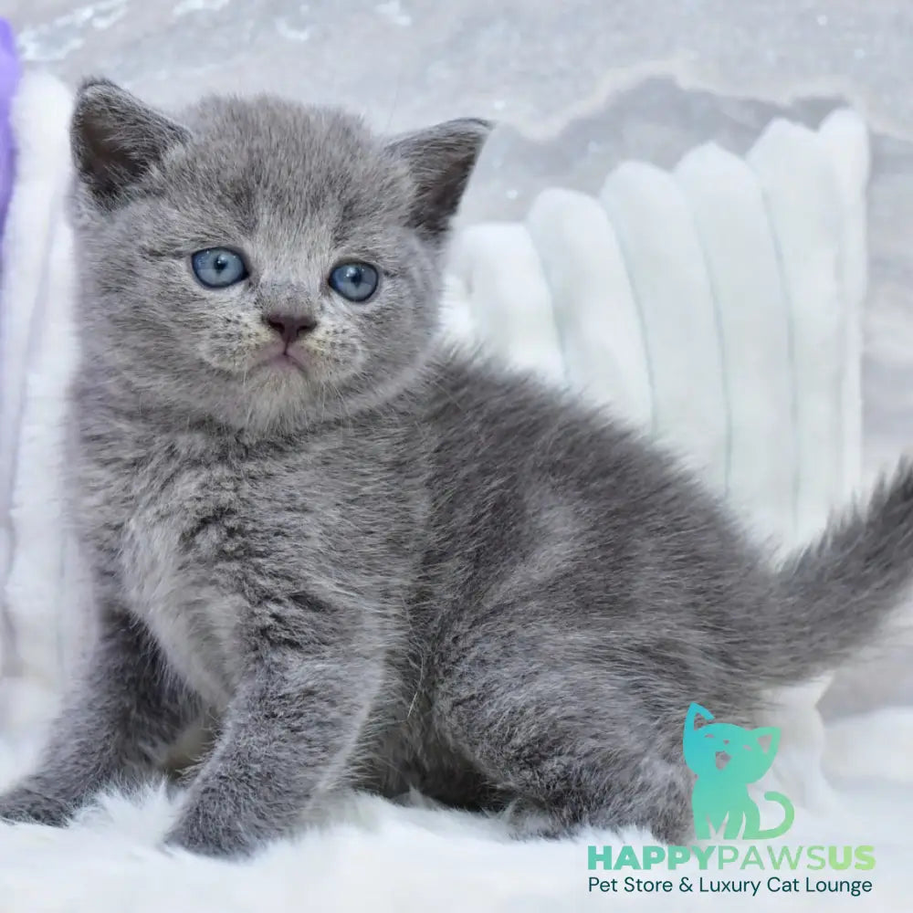 Leo Scottish Straight male blue - live animals